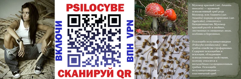 Псилоцибиновые грибы MAGIC MUSHROOMS  Купить закладки  Дорогобуж 